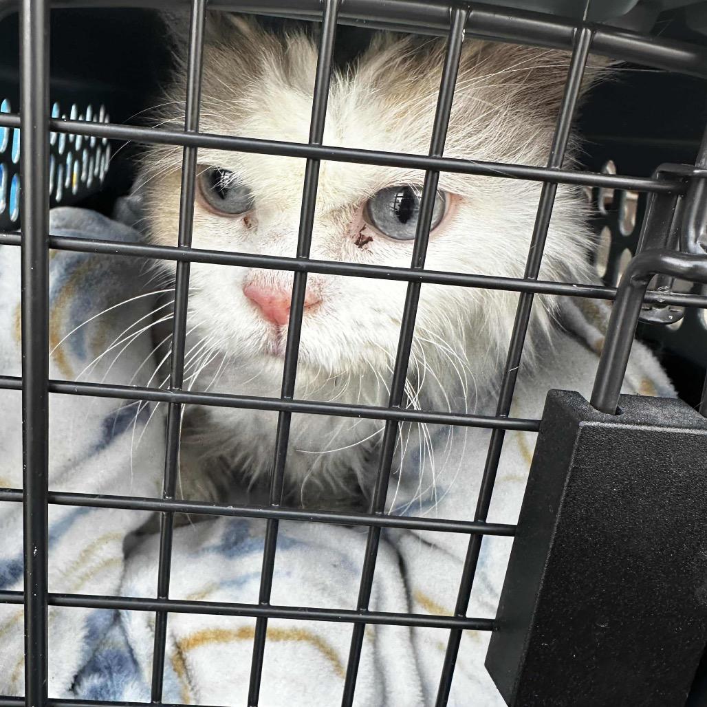 Crab Cake thumbnail 3