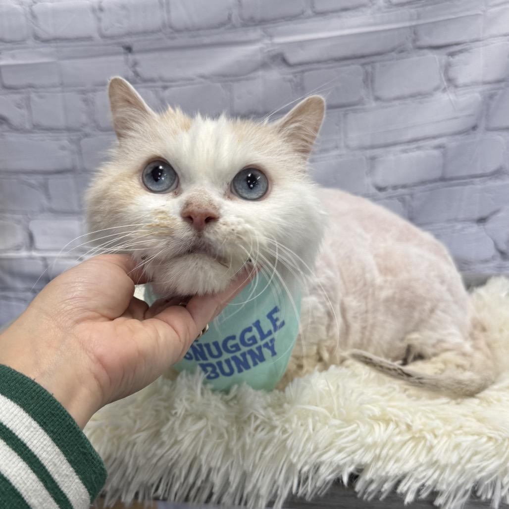 Crab Cake, a Adoptable Domestic Long Hair in Pasadena , MD image 3/3