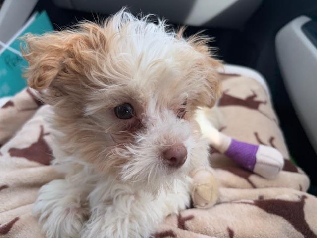 Enlarge Prada, an adoptable Shih poo in Covina, CA image 2/3