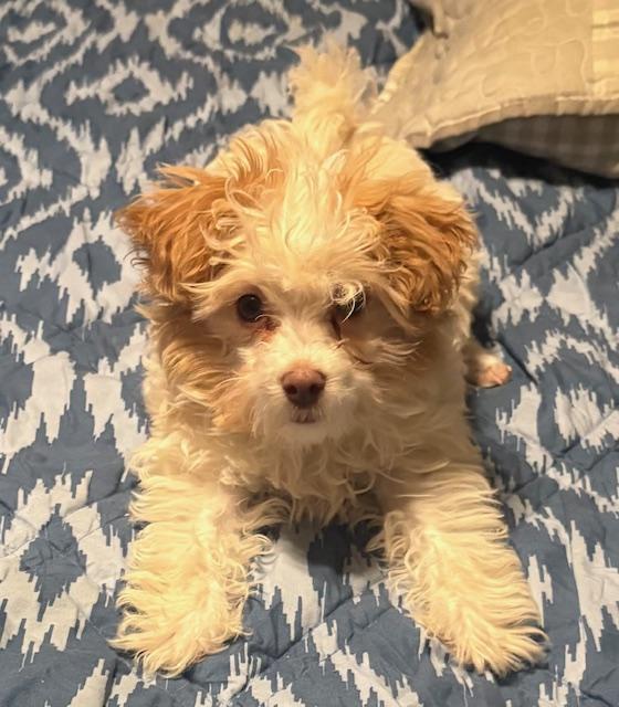 Enlarge Prada, an adoptable Shih poo in Covina, CA image 1/3