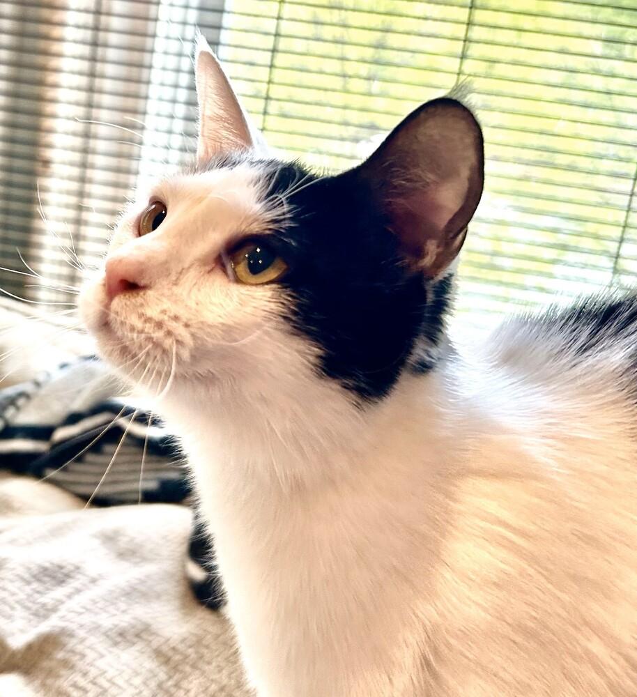 Enlarge Vannessa, a Adoptable Domestic Short Hair in Mooresville, NC image 1/4