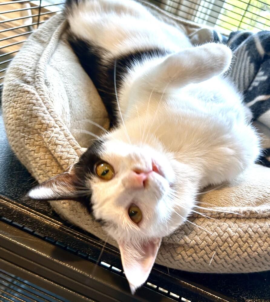 Enlarge Vannessa, a Adoptable Domestic Short Hair in Mooresville, NC image 2/4