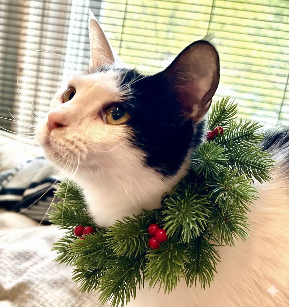 Enlarge Vannessa, a Adoptable Domestic Short Hair in Mooresville, NC image 3/4