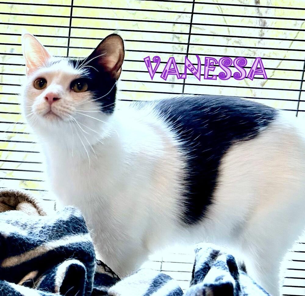 Enlarge Vannessa, a Adoptable Domestic Short Hair in Mooresville, NC image 4/4