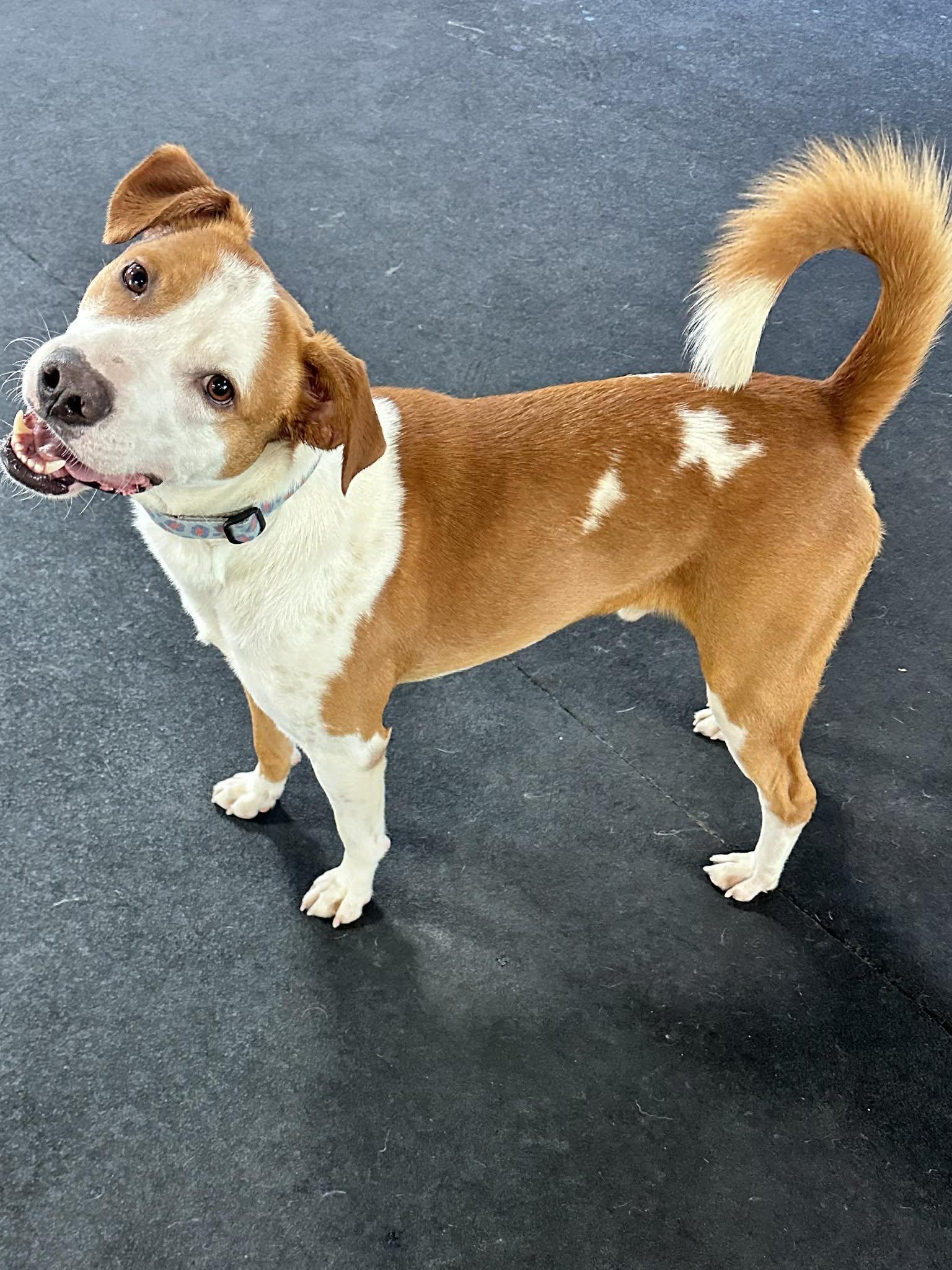 Rockie, an adopted mixed breed in Racine, WI image 6/6