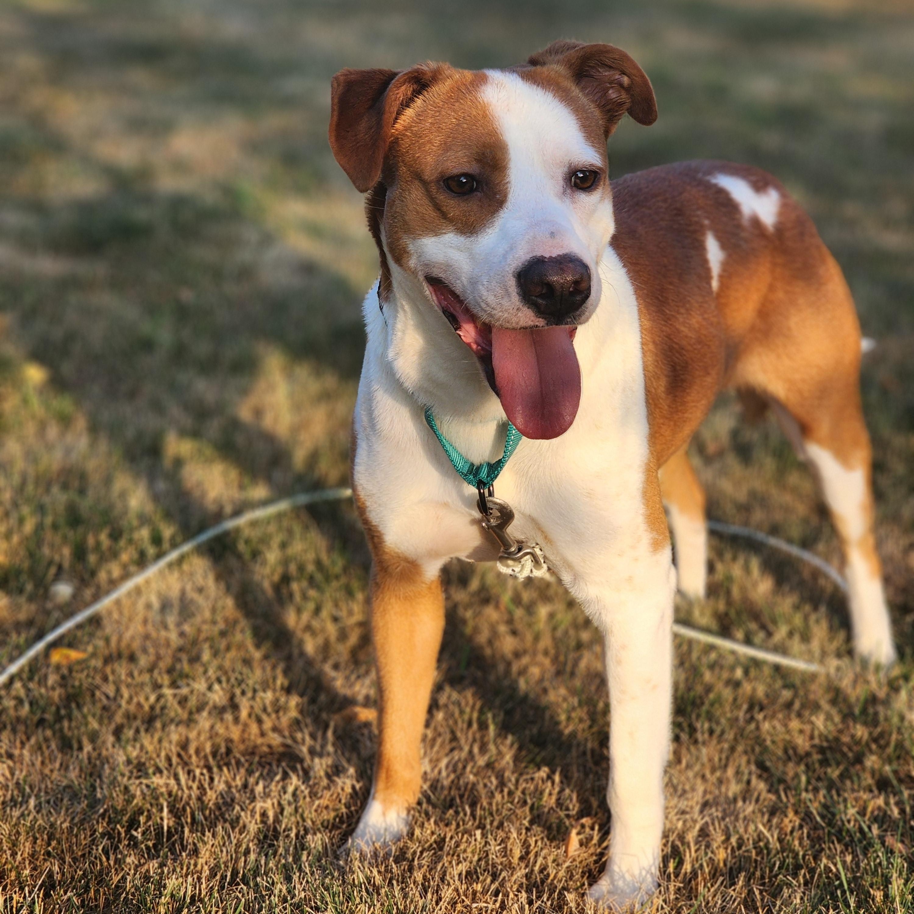 Rockie, ADOPTABLE, Adult Male Terrier.