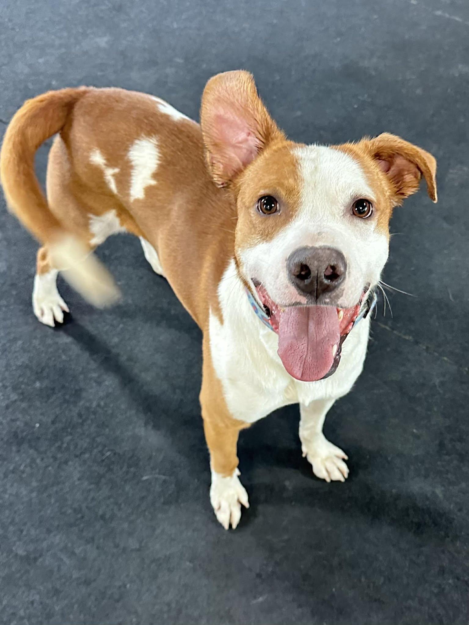 Rockie, ADOPTABLE, Young Male Labrador Retriever.