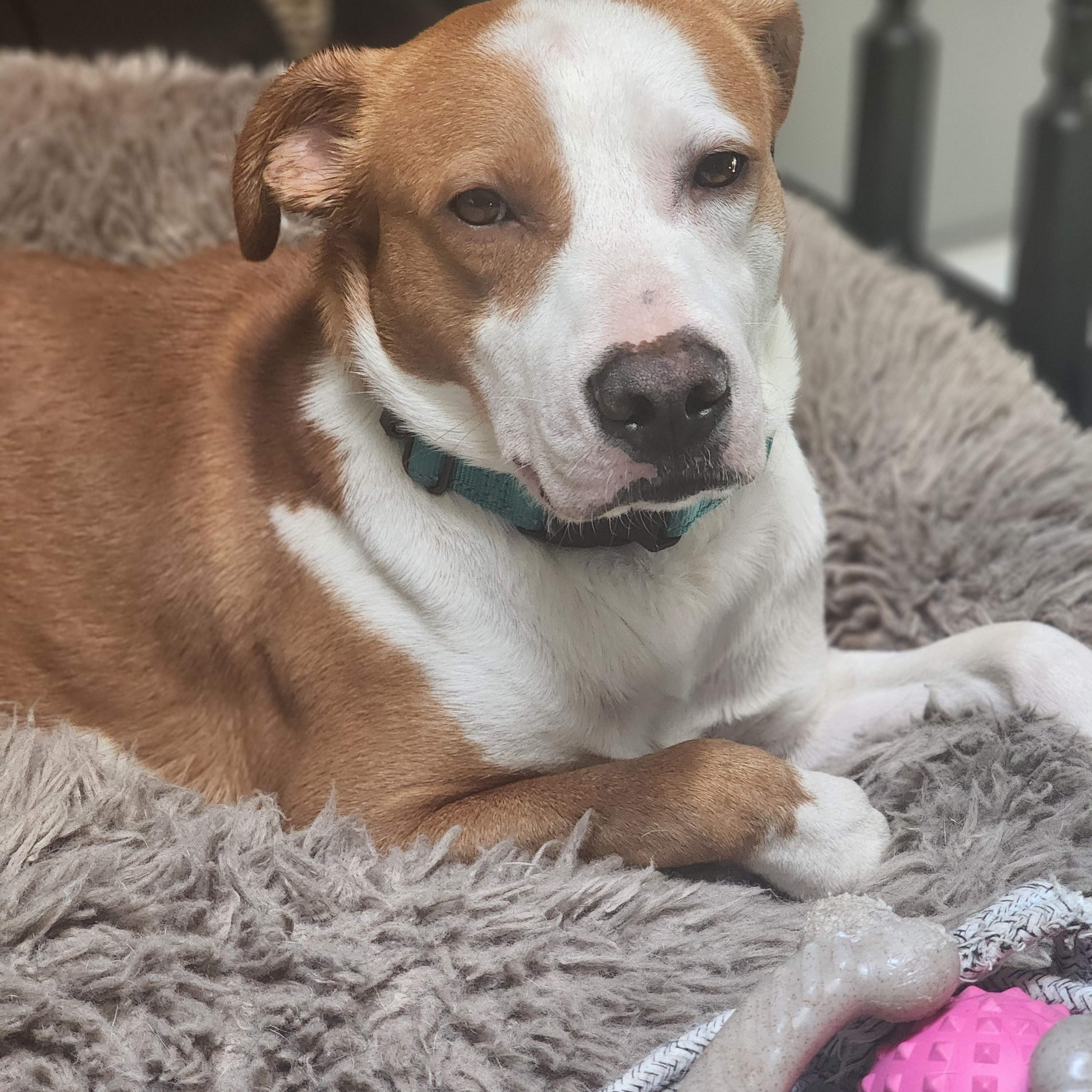 Rockie, a ADOPTABLE mixed breed in Racine, WI image 3/6