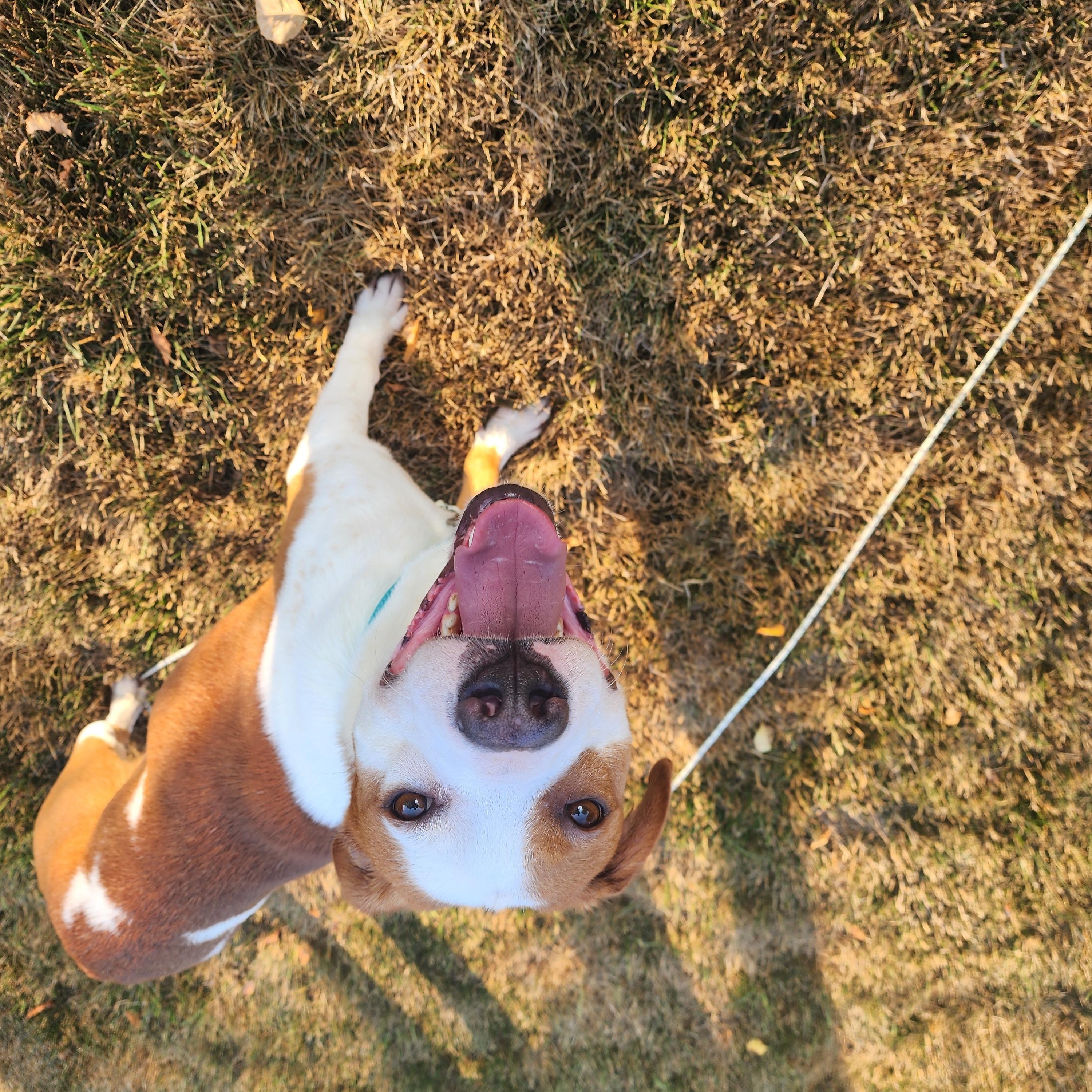 Rockie, a ADOPTABLE mixed breed in Racine, WI image 2/6