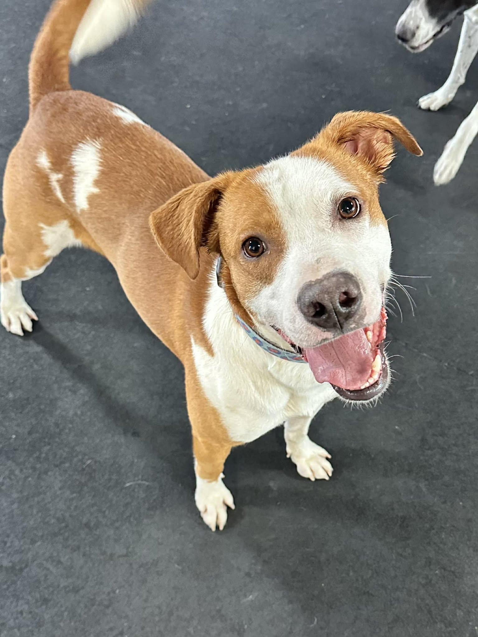 Rockie, an adopted mixed breed in Racine, WI image 2/6