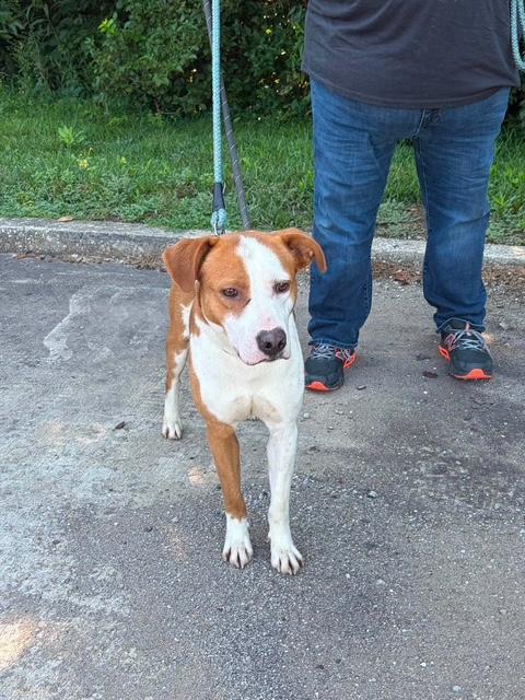 Rockie, a ADOPTABLE mixed breed in Racine, WI image 6/6