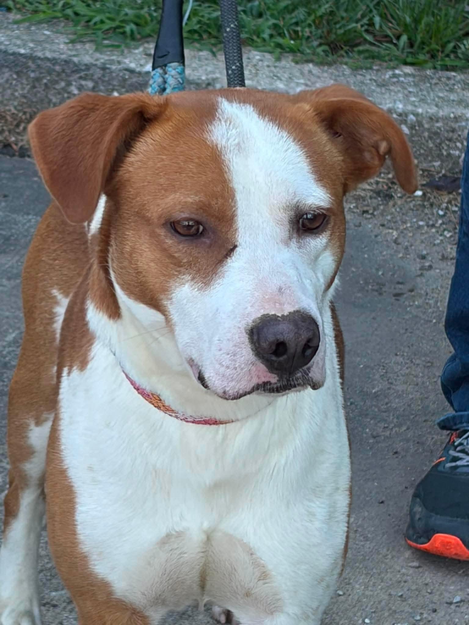 Rockie, a ADOPTABLE mixed breed in Racine, WI image 4/6