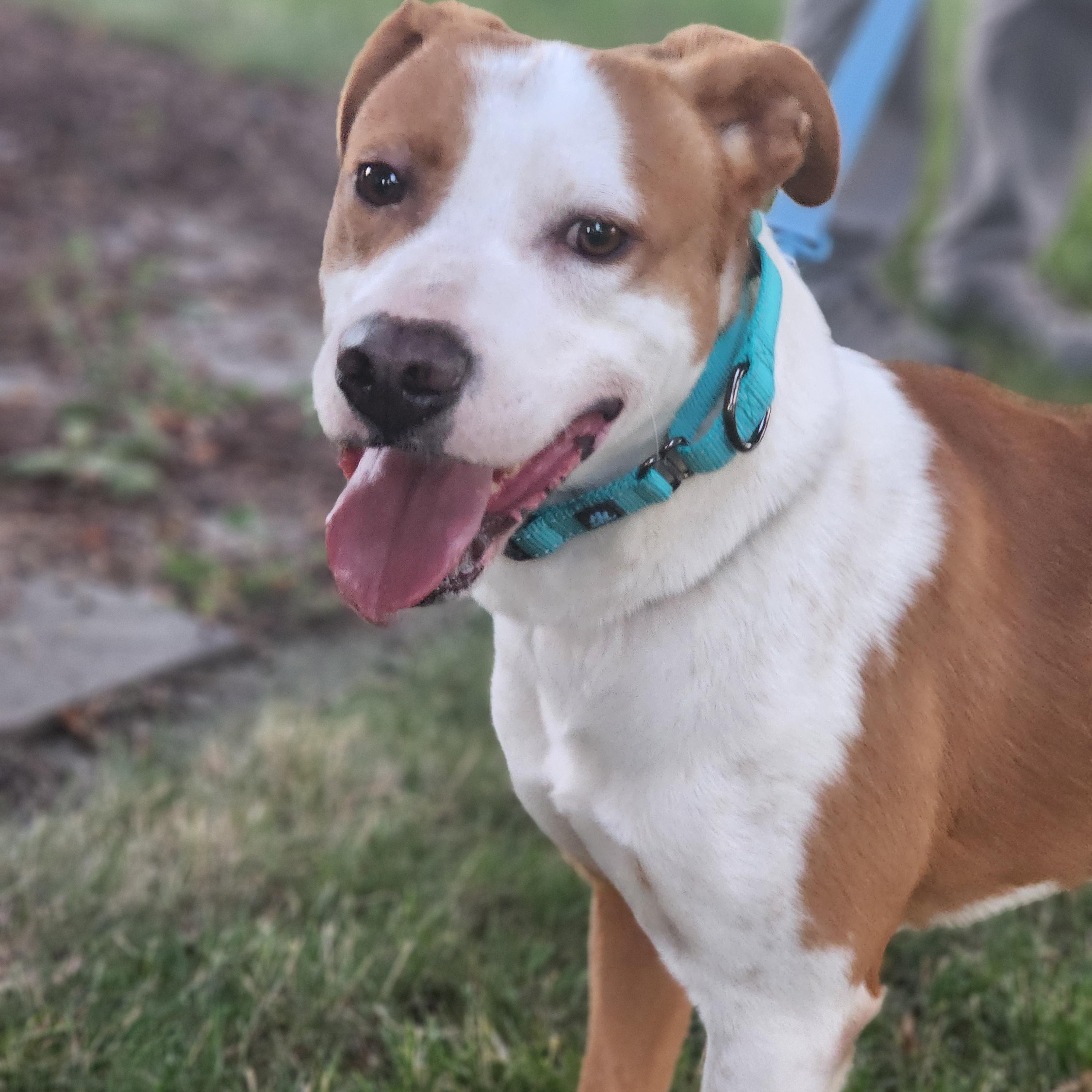 Rockie, a ADOPTABLE mixed breed in Racine, WI image 5/6