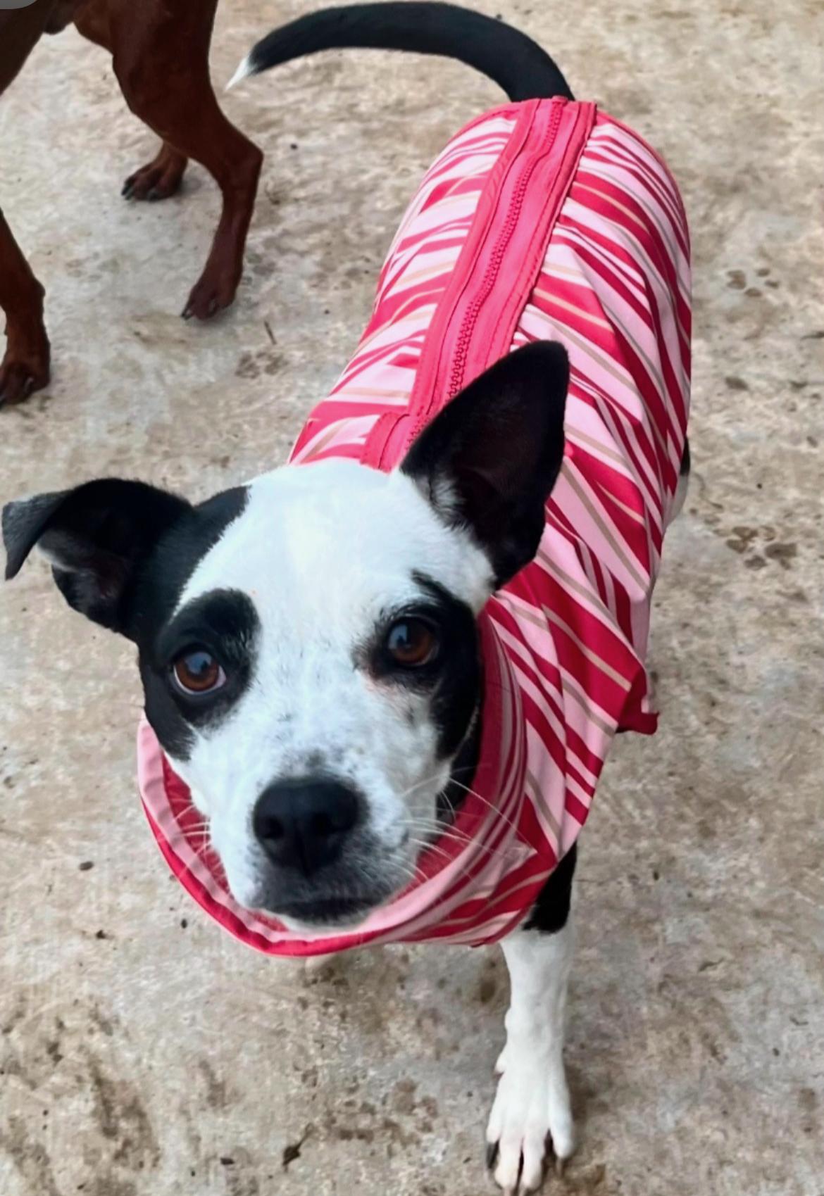 Enlarge Soarkles, a Adoptable mixed breed in Los Angeles , CA image 2/2