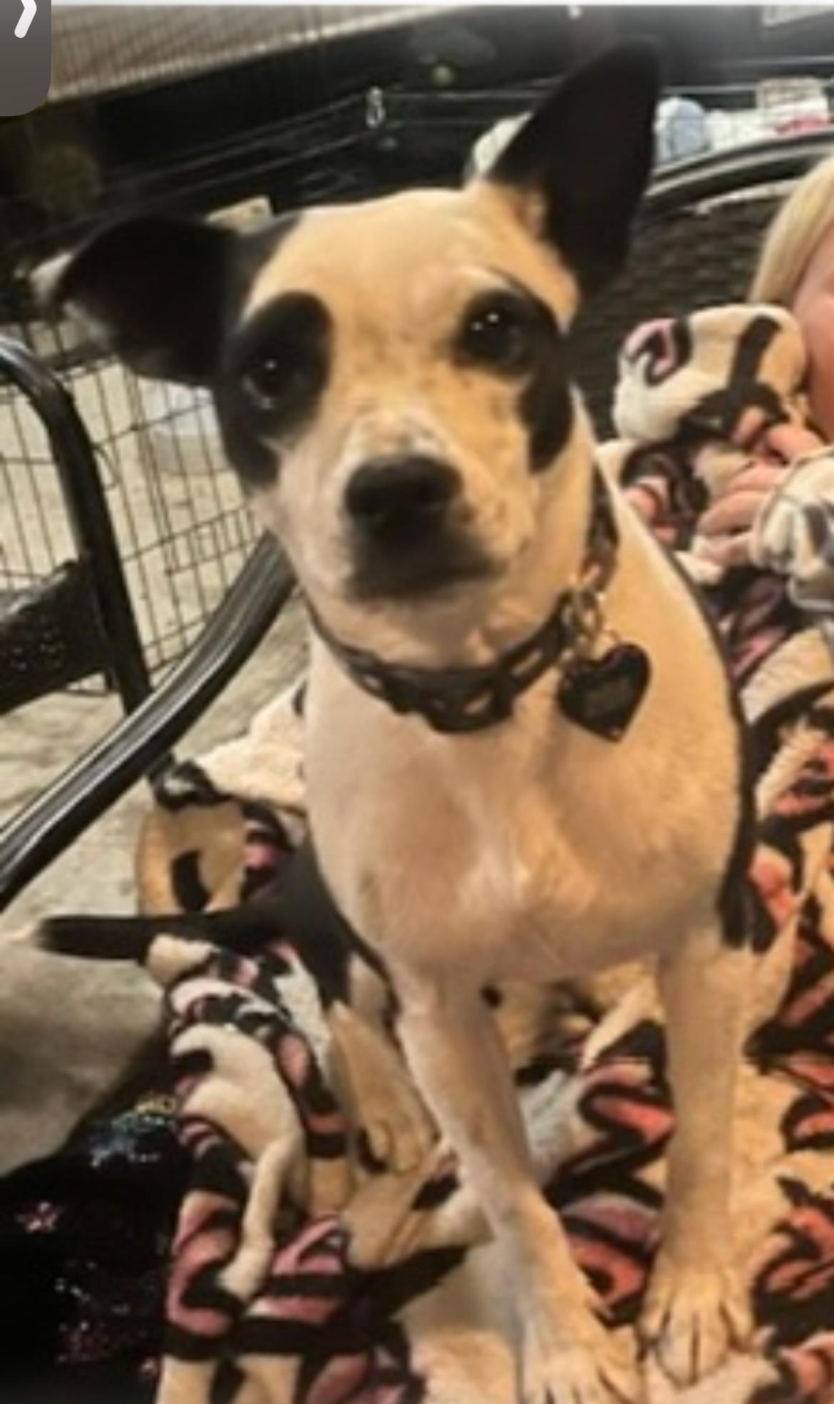 Enlarge Soarkles, a Adoptable mixed breed in Los Angeles , CA image 1/2