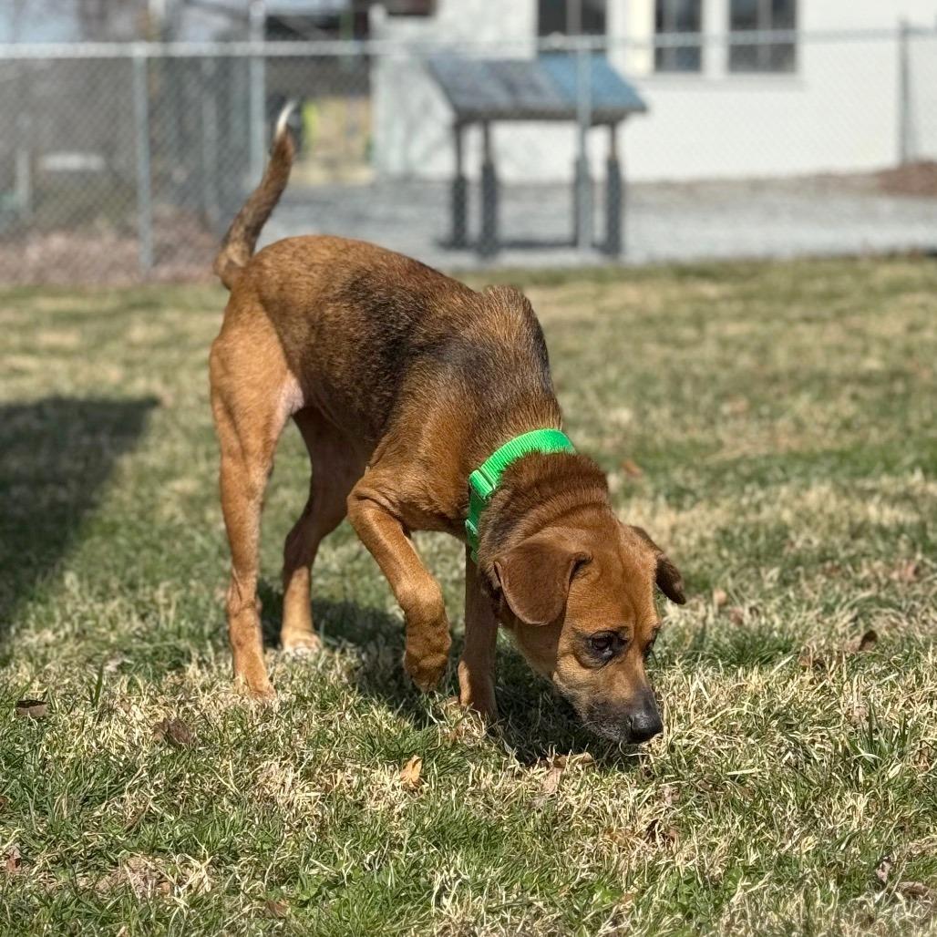 Dixie, Adoptable, Senior Female Mixed Breed.