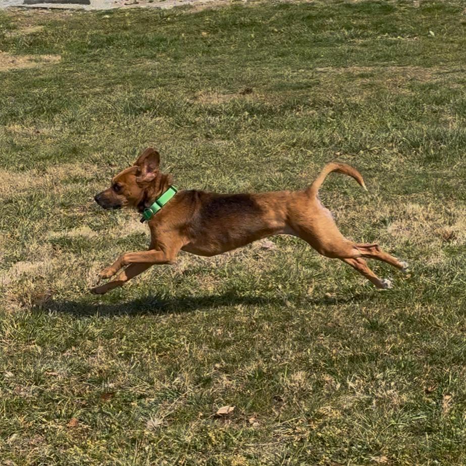 Dixie, Adoptable, Senior Female Mixed Breed.