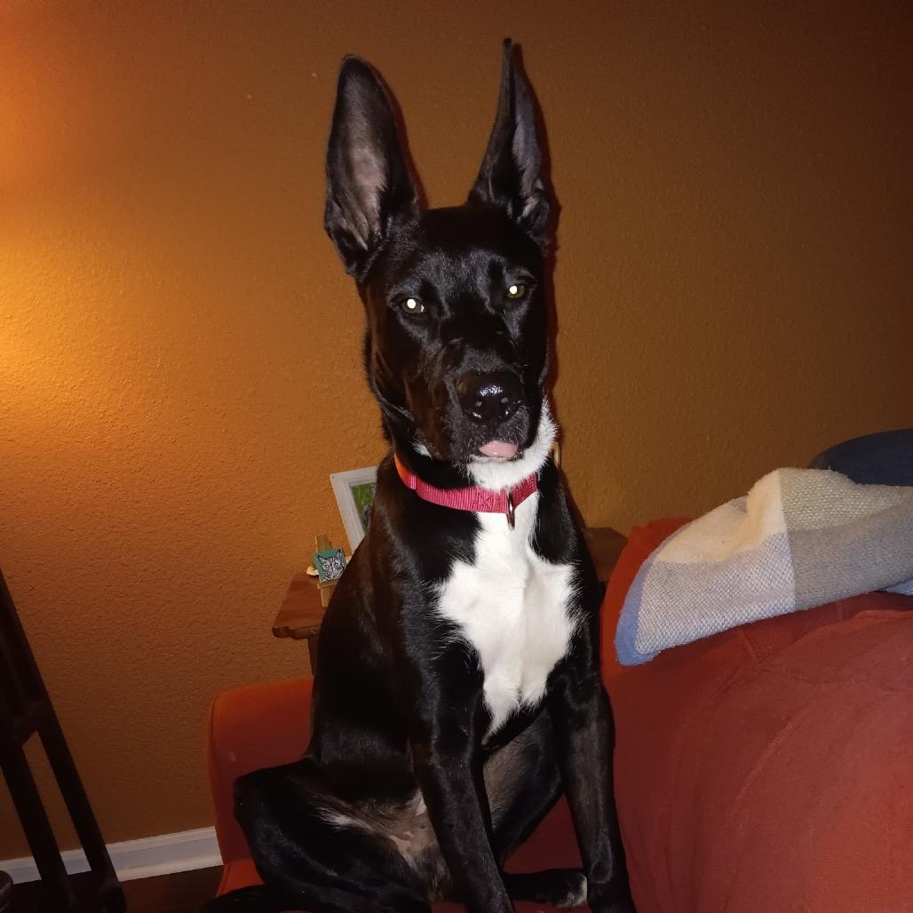 MOOKIE, Adoptable, Adult Male Shepherd.