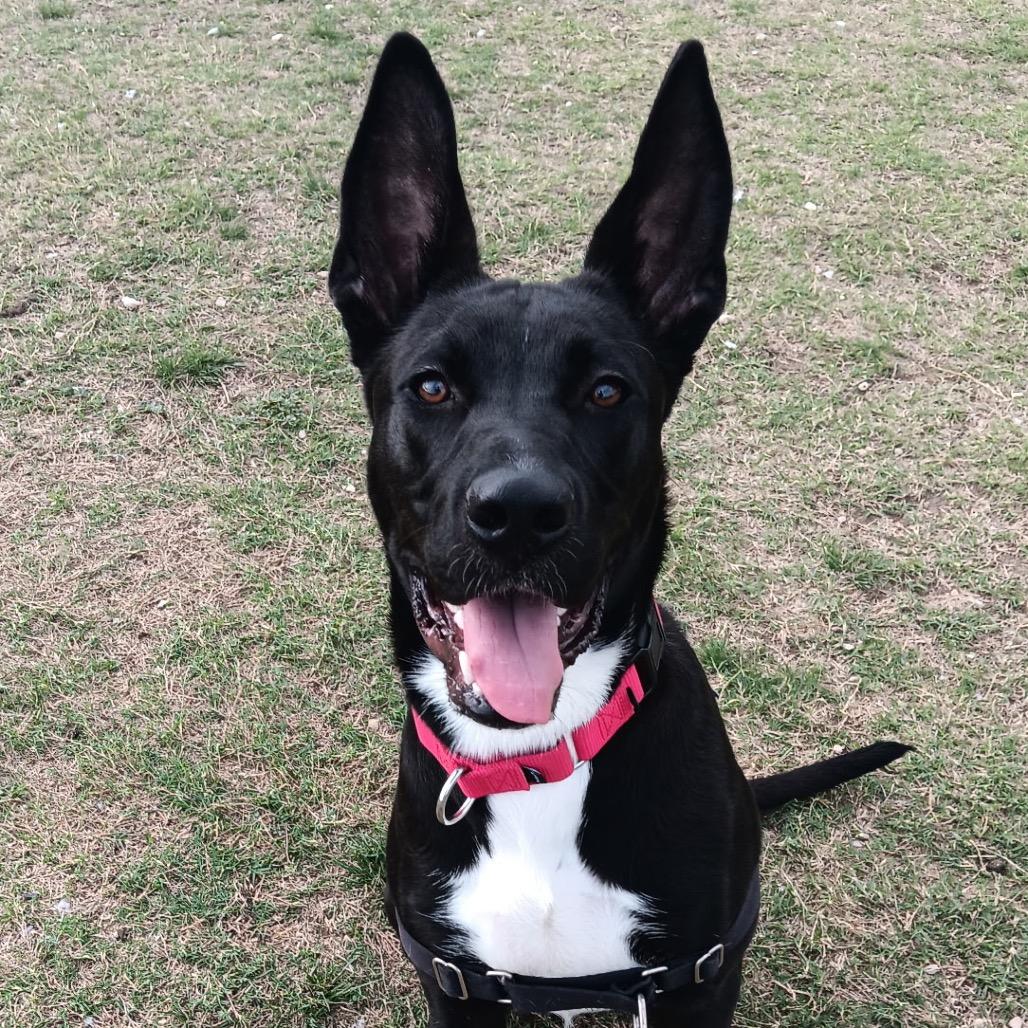 Enlarge MOOKIE, a Adoptable mixed breed in Kyle, TX image 2/6