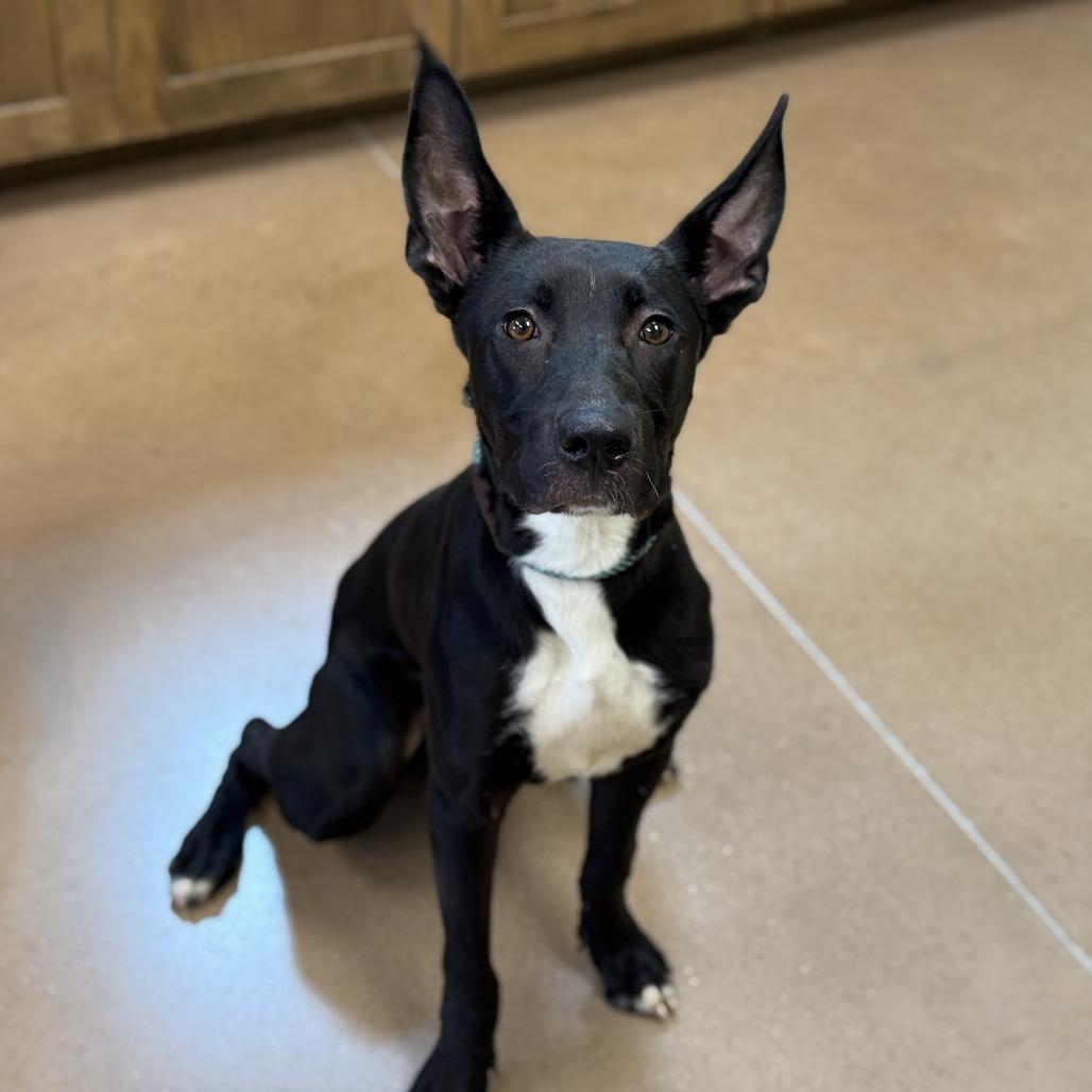 Enlarge MOOKIE, a Adoptable mixed breed in Kyle, TX image 4/6