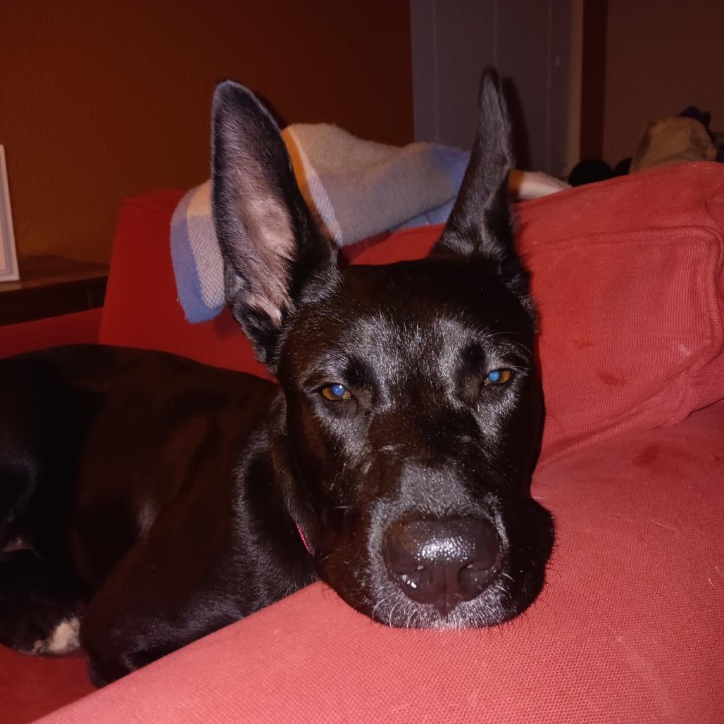 Enlarge MOOKIE, a Adoptable mixed breed in Kyle, TX image 5/6