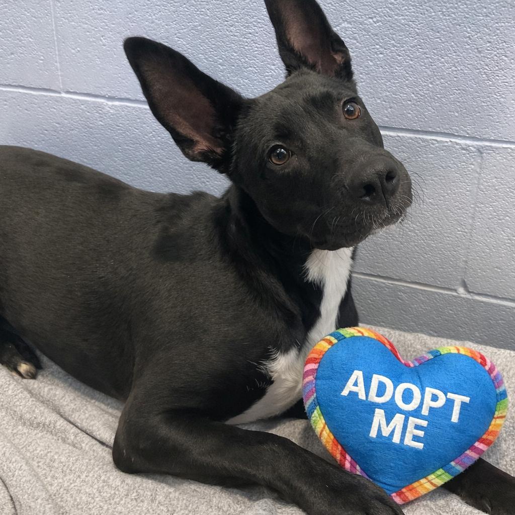 Enlarge MOOKIE, a Adoptable mixed breed in Kyle, TX image 6/6