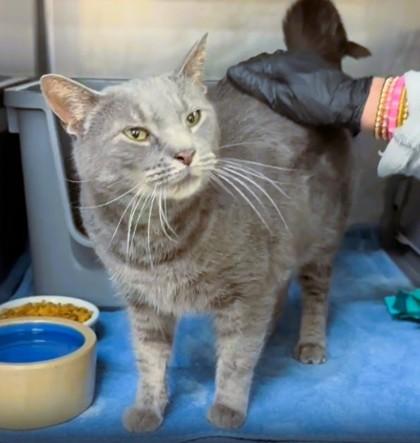 Mooks — thumbnail 2