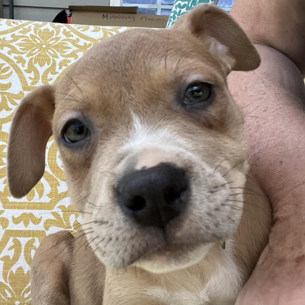 Enlarge Butterscotch-Grey, a Adoptable mixed breed in Cartersville, GA image 1/1