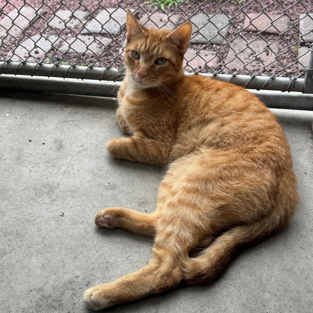 Thomas the Train, Adoptable, Adult Male Domestic Short Hair.