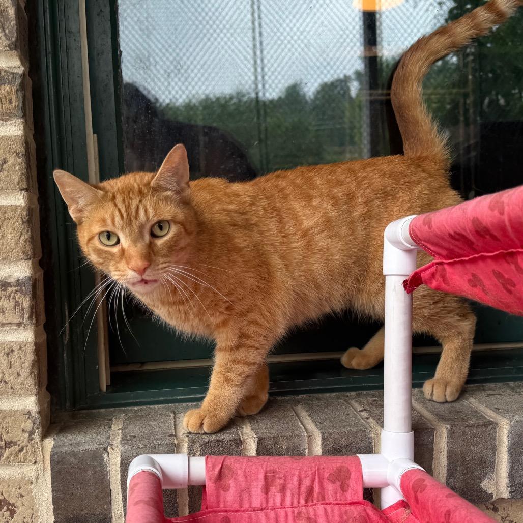 Thomas the Train, a Adoptable Domestic Short Hair in Easton, PA image 2/6
