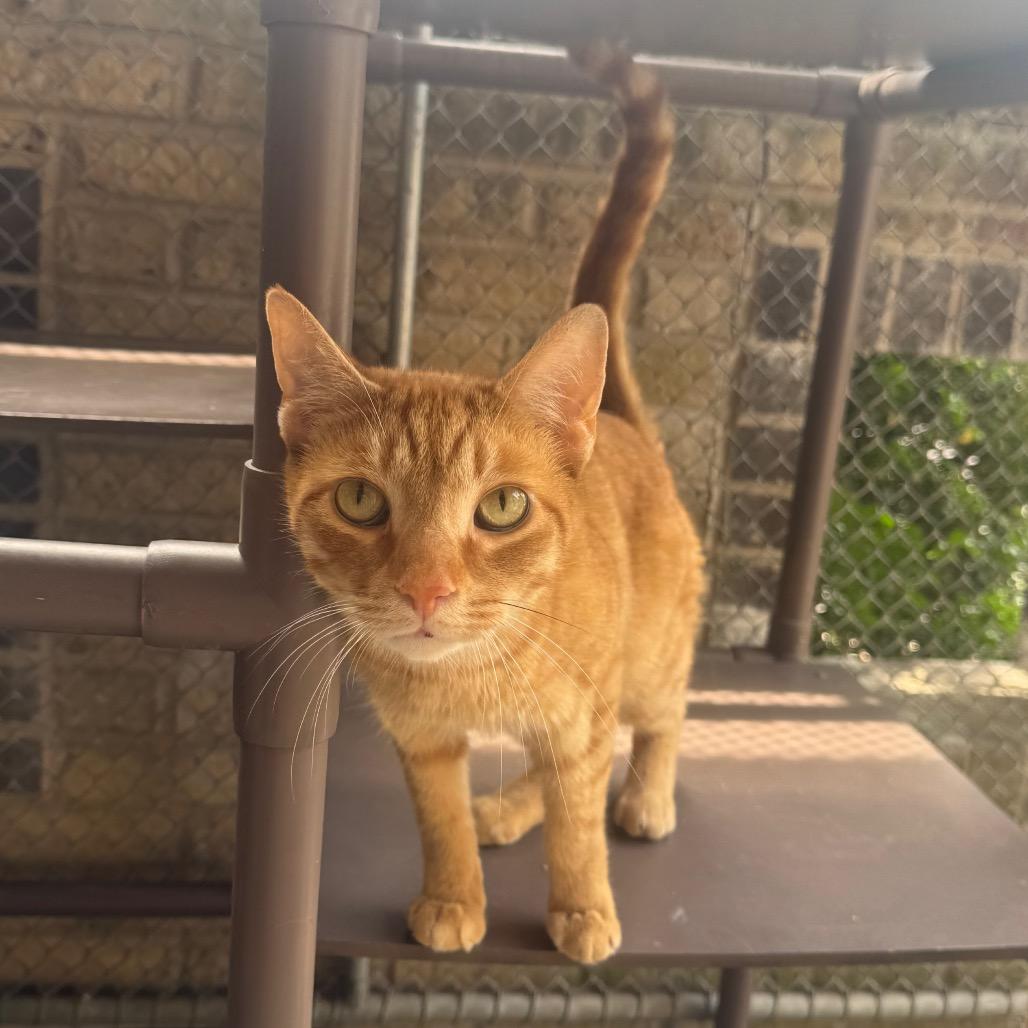Thomas the Train, a Adoptable Domestic Short Hair in Easton, PA image 3/6