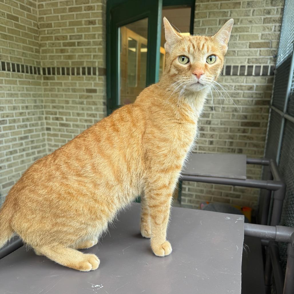 Thomas the Train, a Adoptable Domestic Short Hair in Easton, PA image 4/6
