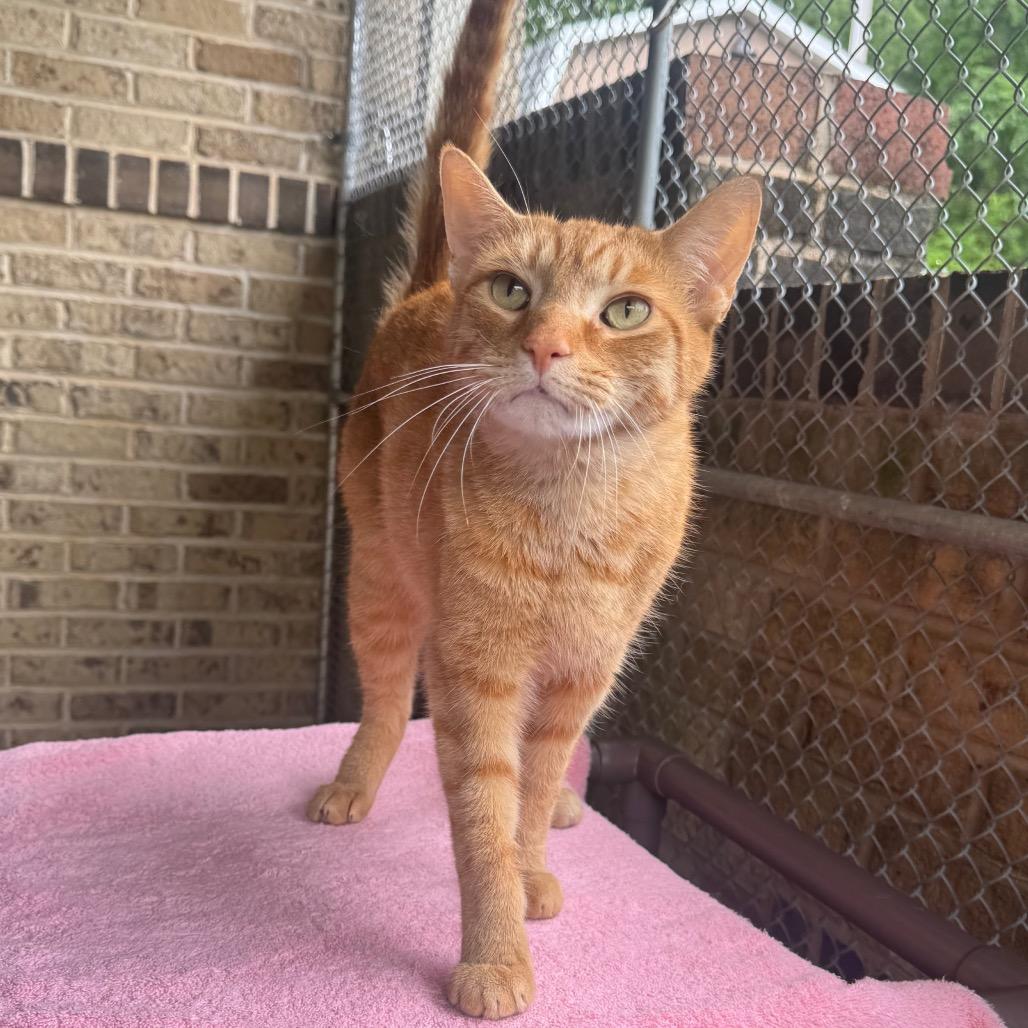 Thomas the Train, a Adoptable Domestic Short Hair in Easton, PA image 5/6