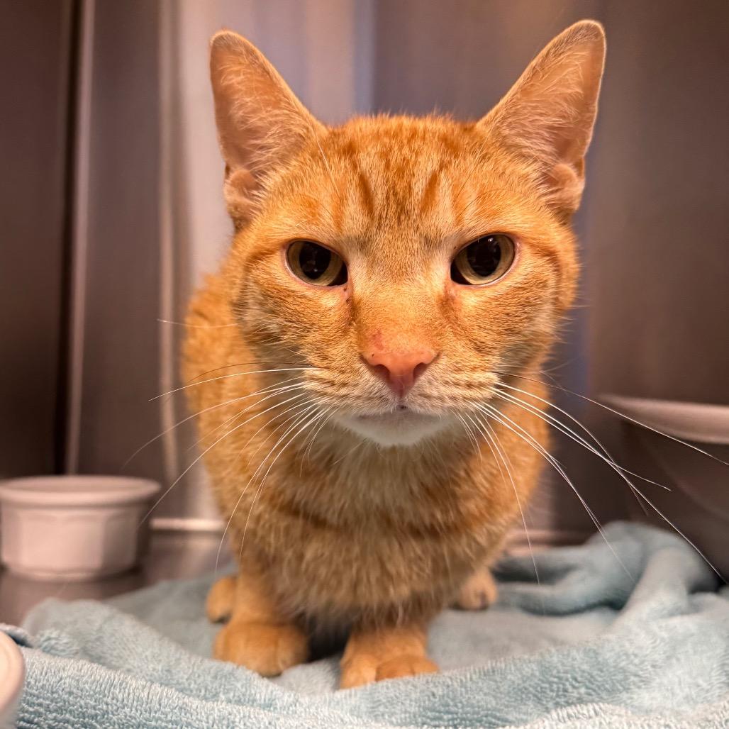 Thomas the Train, a Adoptable Domestic Short Hair in Easton, PA image 6/6