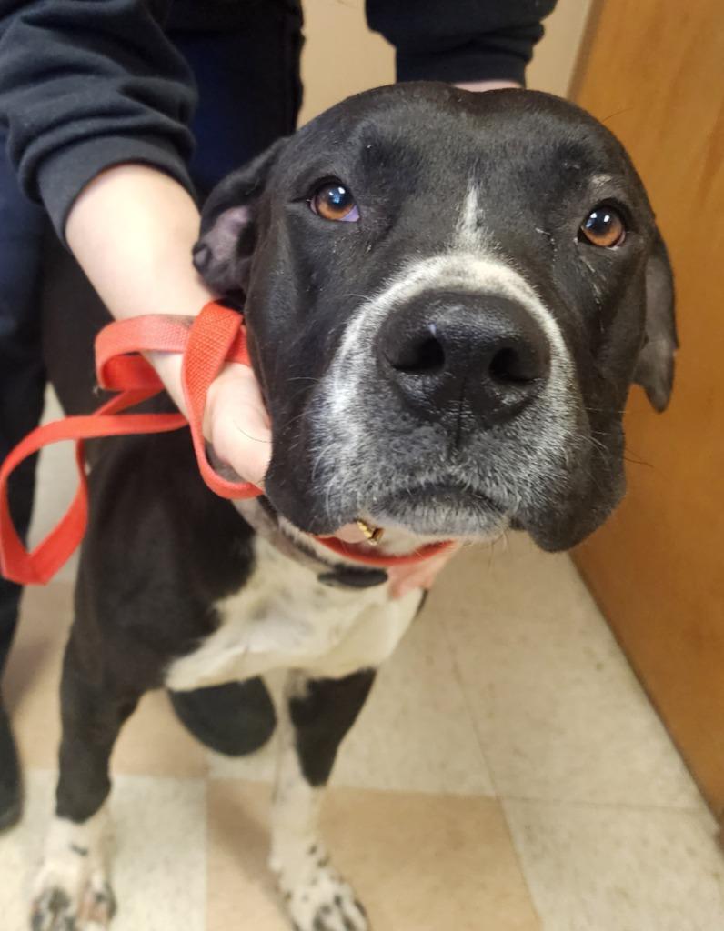 Enlarge Randy, a Adoptable mixed breed in Maumelle, AR image 2/6