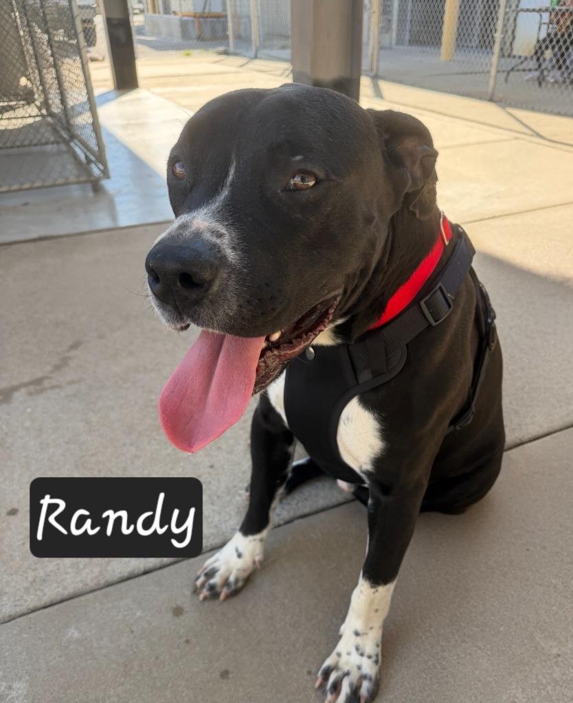 Enlarge Randy, a Adoptable mixed breed in Maumelle, AR image 3/6