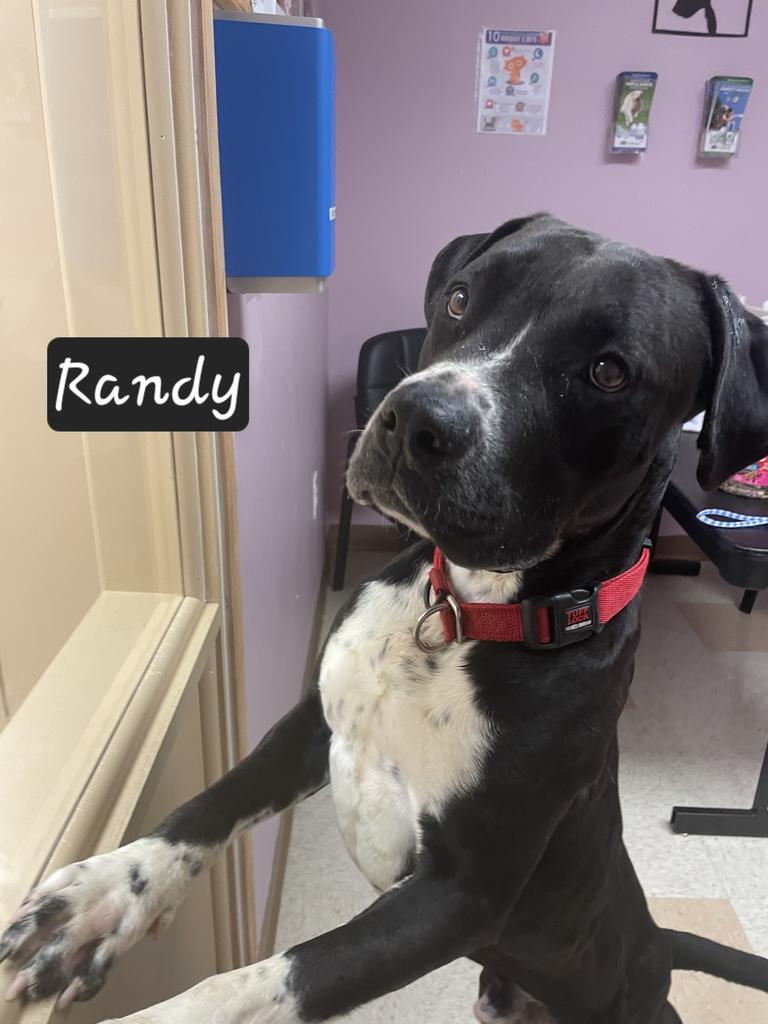 Enlarge Randy, a Adoptable mixed breed in Maumelle, AR image 4/6