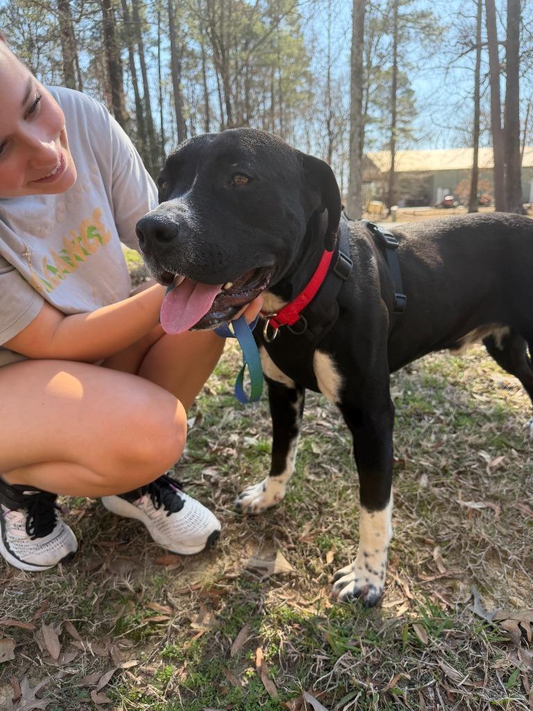 Enlarge Randy, a Adoptable mixed breed in Maumelle, AR image 4/6