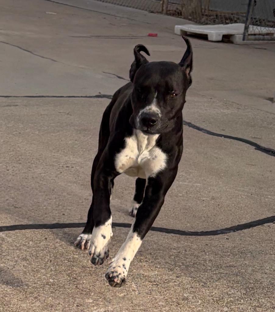 Enlarge Randy, a Adoptable mixed breed in Maumelle, AR image 5/6