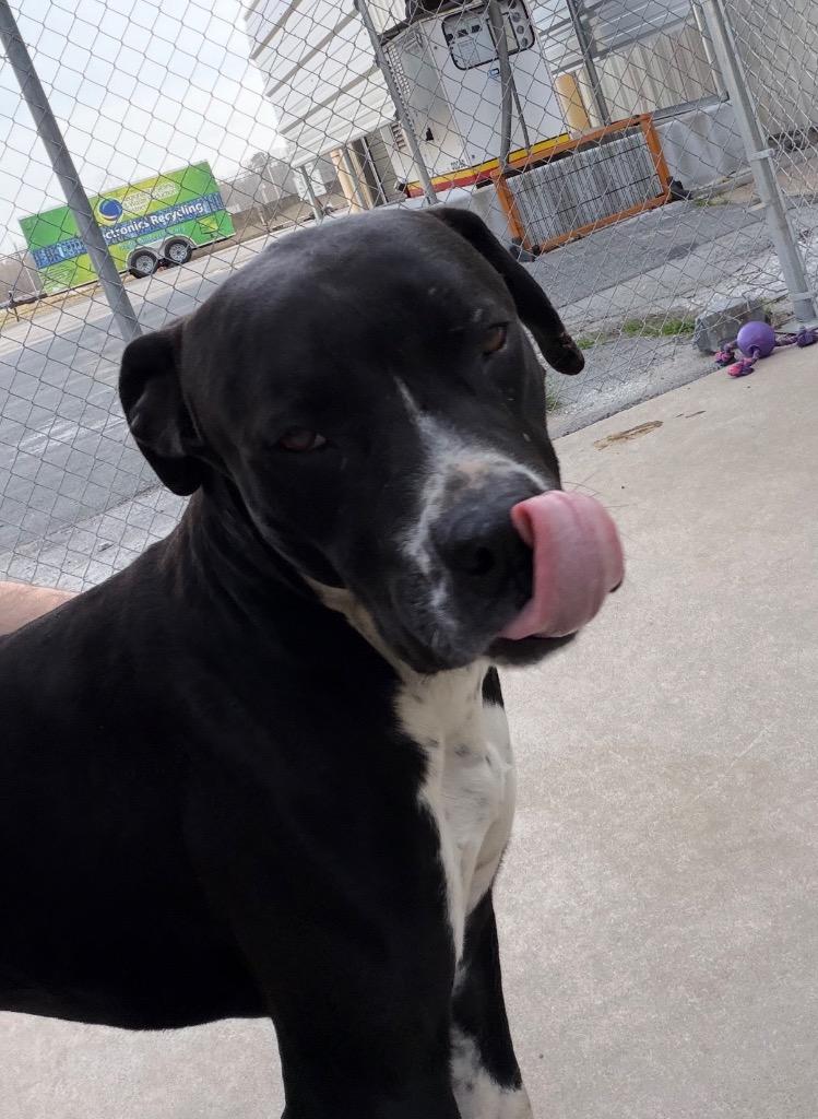 Enlarge Randy, a Adoptable mixed breed in Maumelle, AR image 6/6