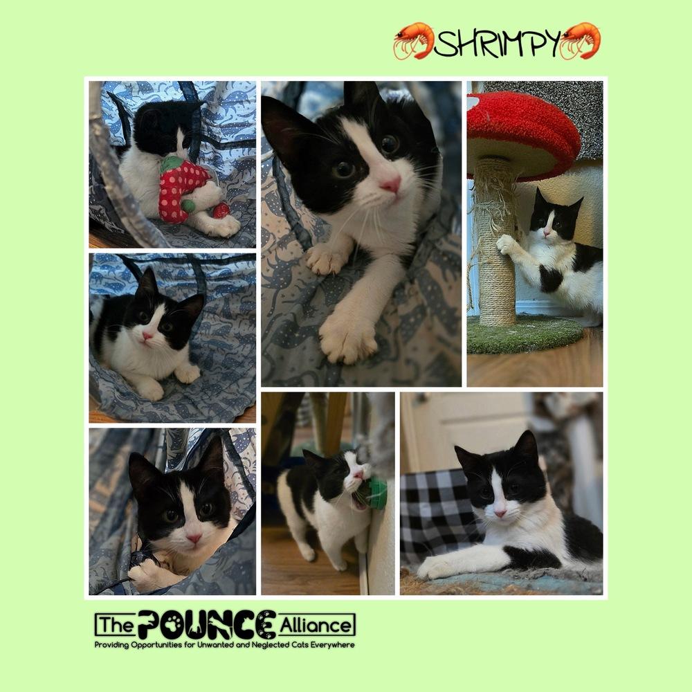 Enlarge Shrimpy, a Adoptable mixed breed in Liberty Lake, WA image 1/1