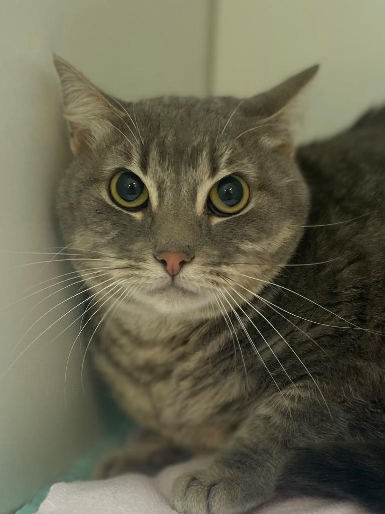 Sparrow, Adoptable, Adult Female Domestic Short Hair.