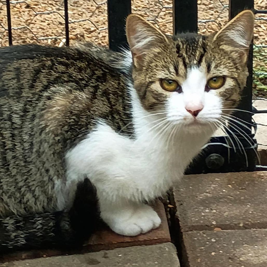 Cecelia, Adoptable, Young Female Domestic Short Hair.