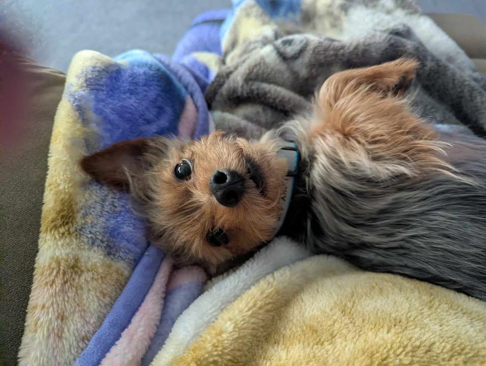 Enlarge Lucky, an adopted Yorkshire Terrier in Sunderland, MD image 1/5