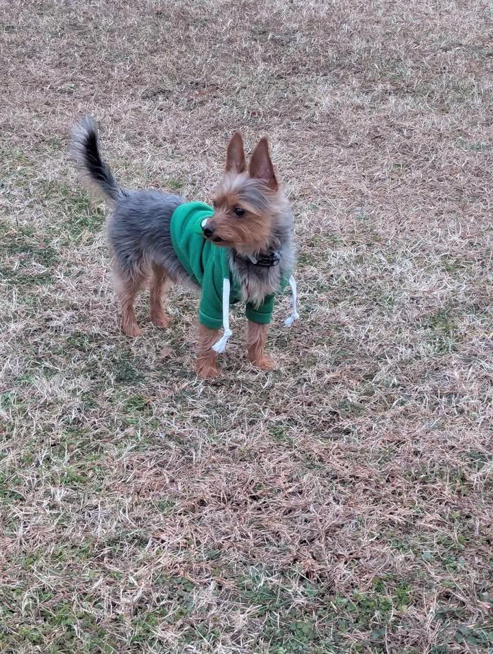 Enlarge Lucky, an adopted Yorkshire Terrier in Sunderland, MD image 2/5
