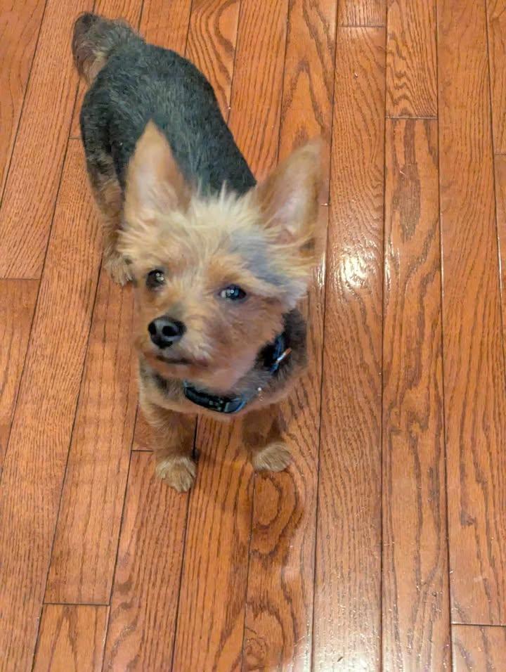 Enlarge Lucky, an adopted Yorkshire Terrier in Sunderland, MD image 4/5