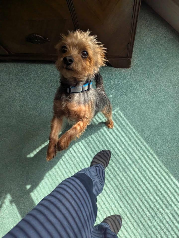 Enlarge Lucky, an adopted Yorkshire Terrier in Sunderland, MD image 3/5
