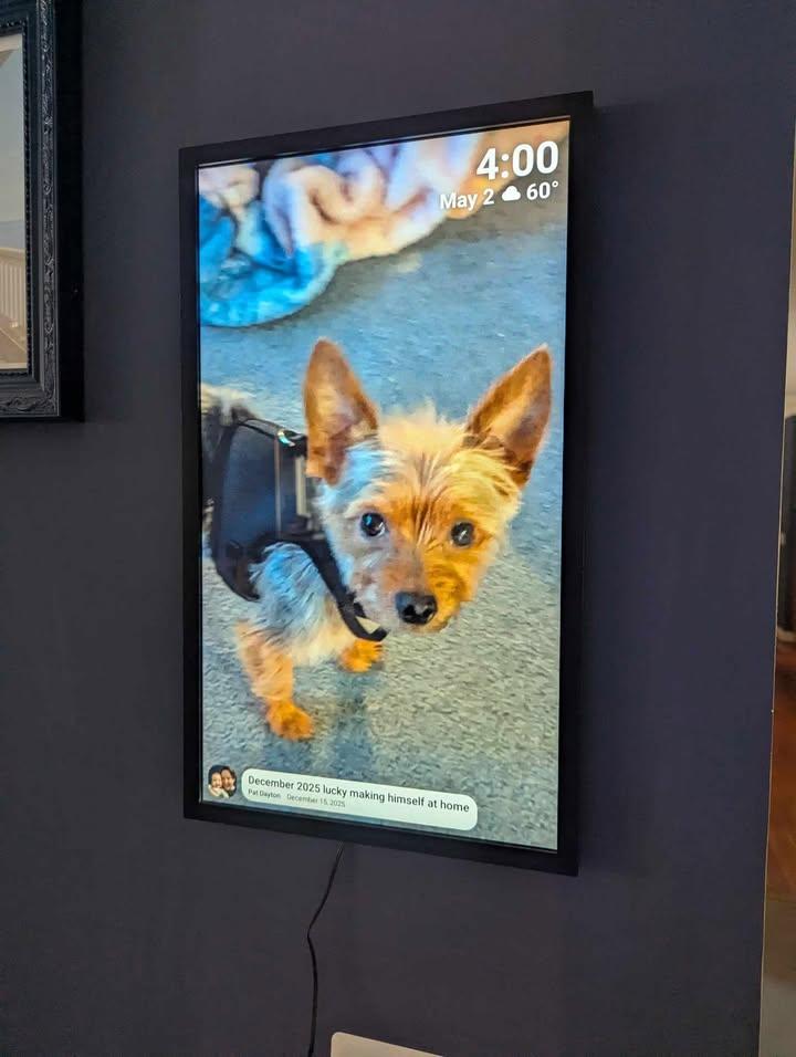 Enlarge Lucky, an adopted Yorkshire Terrier in Sunderland, MD image 5/5