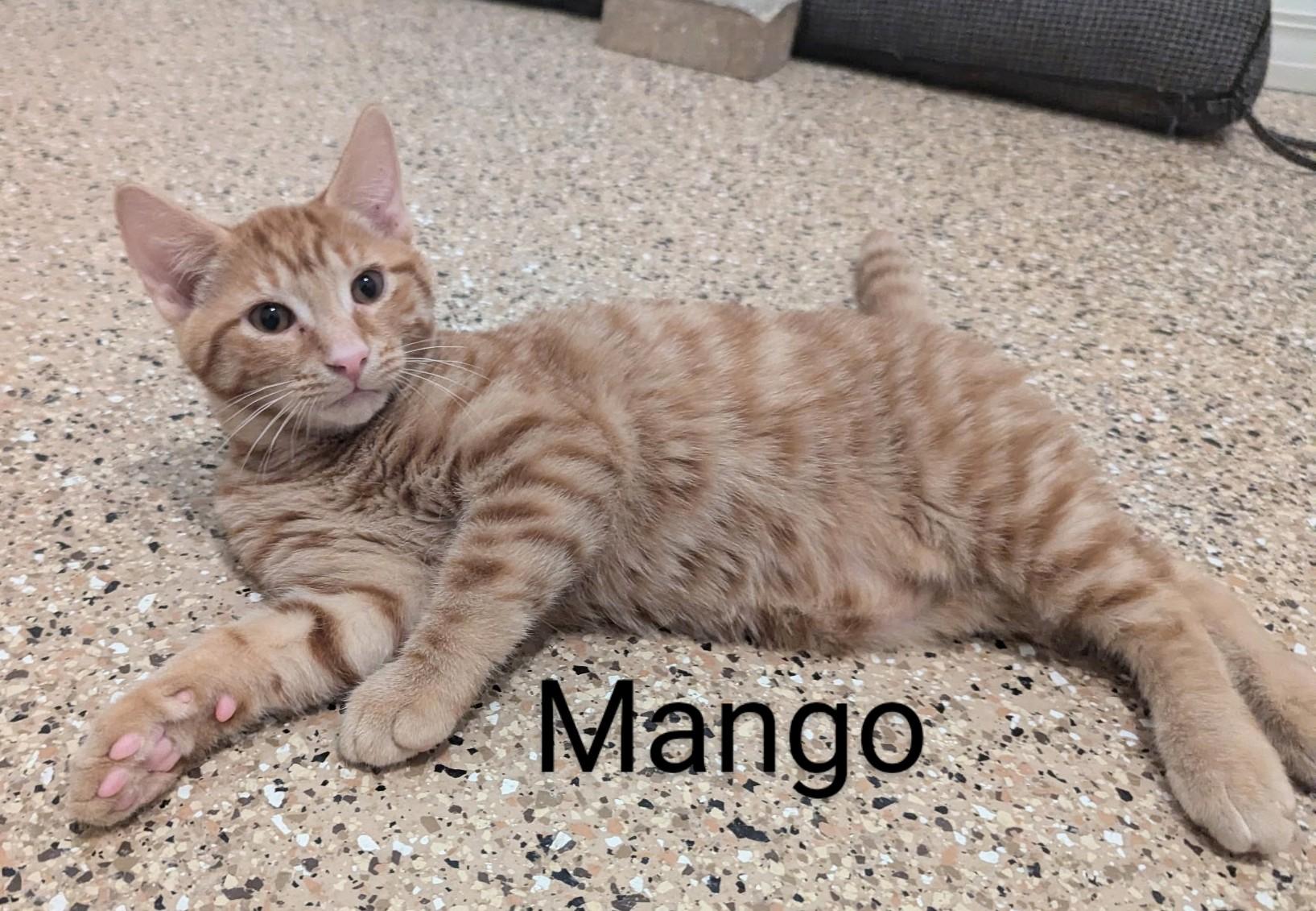 Mango, Baby Male Domestic Short Hair