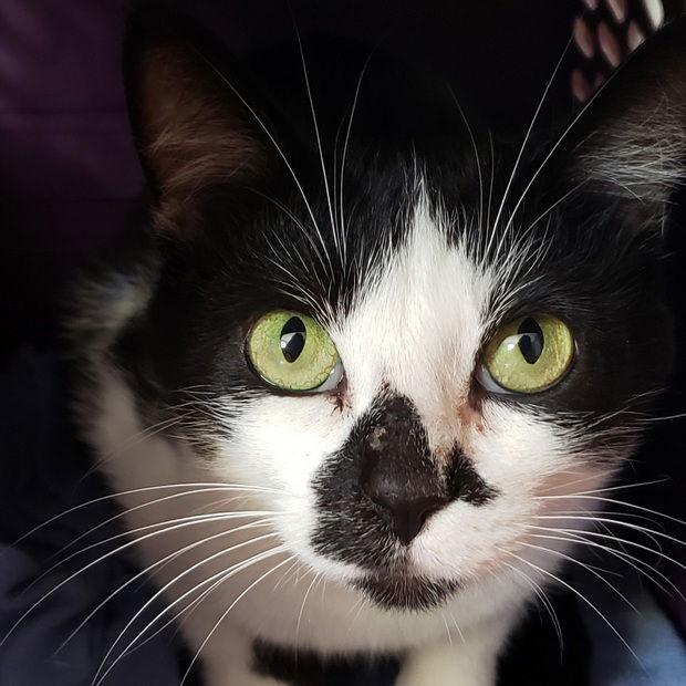 Edie, Adopted, Adult Female Domestic Short Hair.